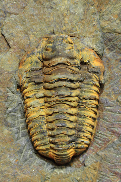 istock trilobite fossil as very nice background 1072368290