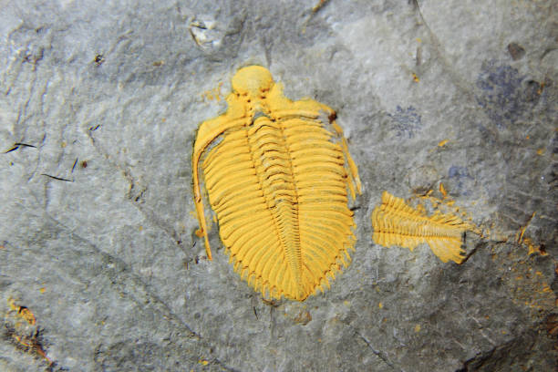 istock trilobite fossil 1072368960