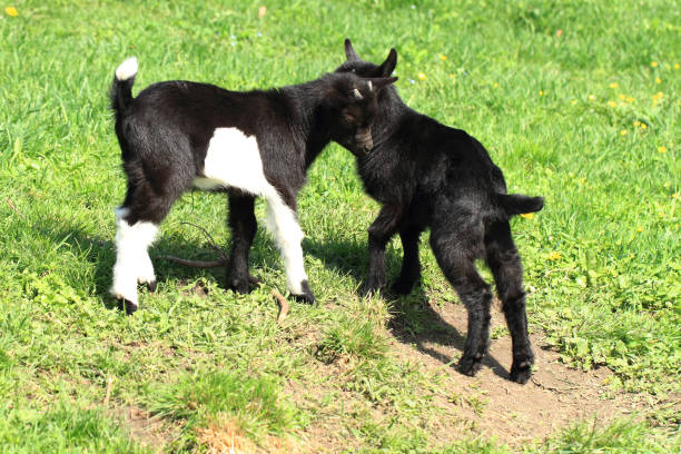 istock black goat babies in the grass 1072369050