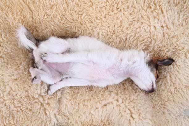 istock 8 weeks chihuahua puppy is sleeping 1072369318