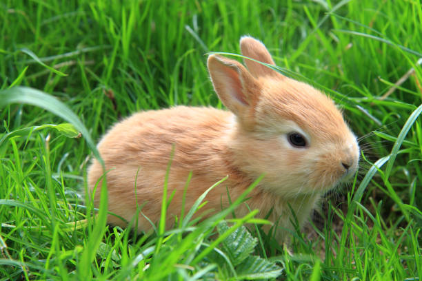 istock small rabbit in the green grass 1072370166