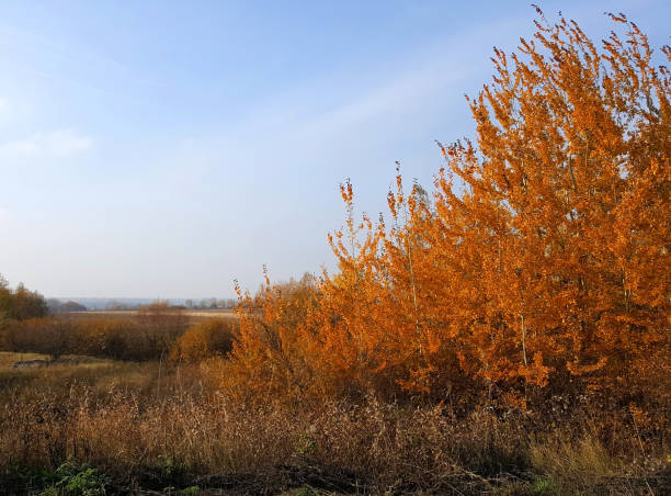 russian open spaces in the sunny autumn afternoon - leafes autumn grass nature imagens e fotografias de stock