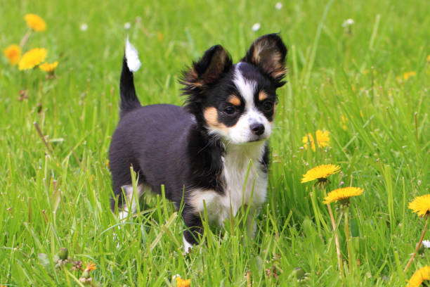 istock chihuahua in the grass 1072371458