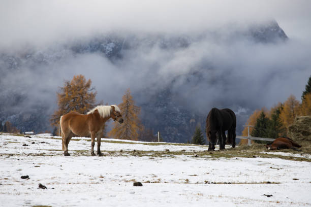 馬セイサー alm、南チロル、イタリアで - travel seiseralm mountain european alps ストックフォトと画像