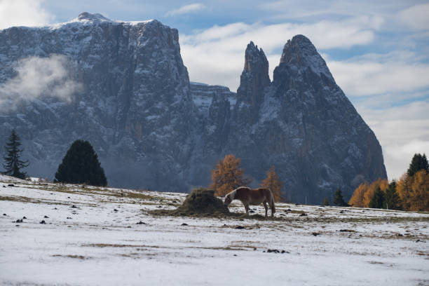 馬セイサー alm、南チロル、イタリアで - travel seiseralm mountain european alps ストックフォトと画像