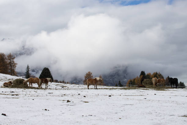 馬セイサー alm、南チロル、イタリアで - travel seiseralm mountain european alps ストックフォトと画像