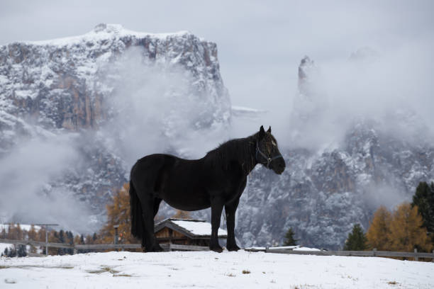 馬セイサー alm、南チロル、イタリアで - travel seiseralm mountain european alps ストックフォトと画像