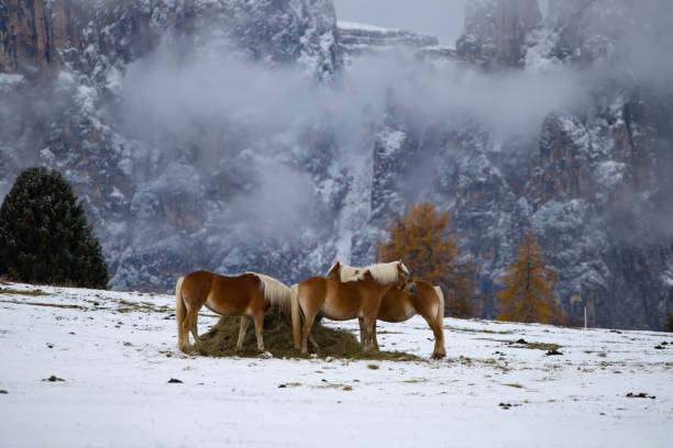 馬セイサー alm、南チロル、イタリアで - travel seiseralm mountain european alps ストックフォトと画像