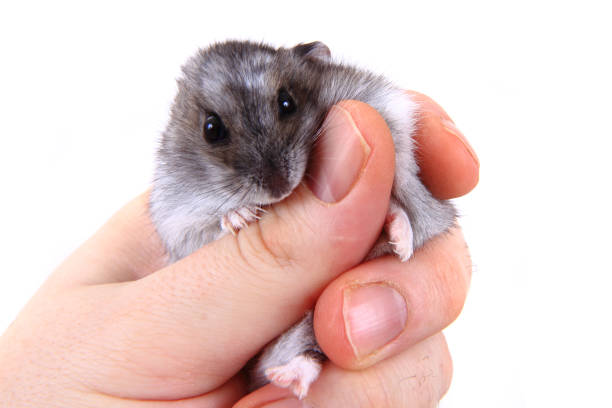 istock dzungarian hamster in human hands 1072373246