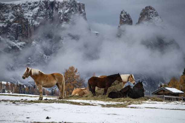 馬セイサー alm、南チロル、イタリアで - travel seiseralm mountain european alps ストックフォトと画像