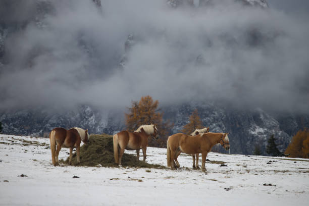 馬セイサー alm、南チロル、イタリアで - travel seiseralm mountain european alps ストックフォトと画像