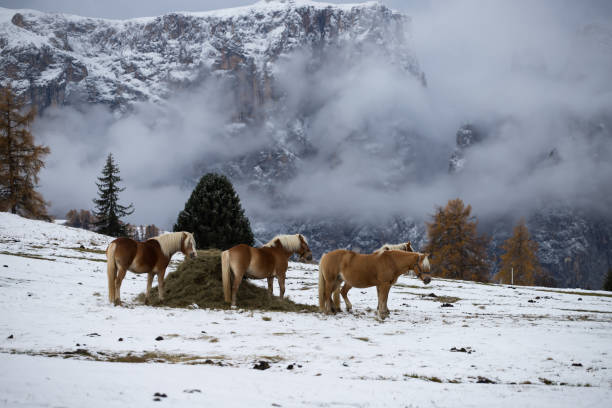 馬セイサー alm、南チロル、イタリアで - travel seiseralm mountain european alps ストックフォトと画像