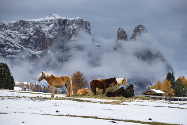 馬セイサー alm、南チロル、イタリアで - travel seiseralm mountain european alps ストックフォトと画像