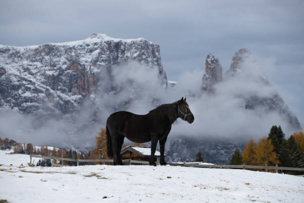 馬セイサー alm、南チロル、イタリアで - travel seiseralm mountain european alps ストックフォトと画像