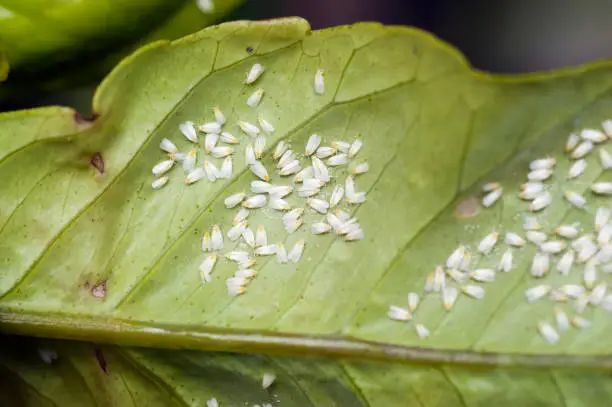 Greenhouse whitefly adults and eggs (trialeurodes vaporariorum) infesting a citrus leaf
