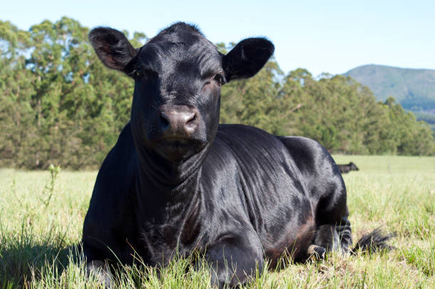 istock Beautiful young black Aberdeen Angus cow 1072376506