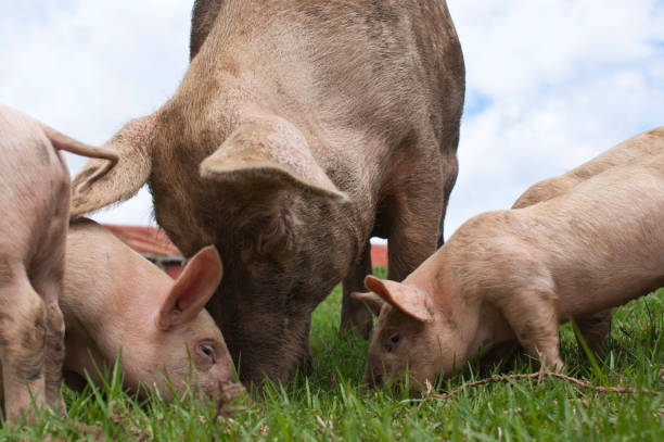 świnie z wolnego wybiegu - domestic pig agriculture farm animal zdjęcia i obrazy z banku zdjęć
