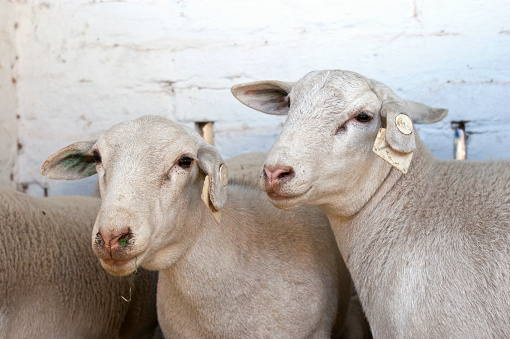 Two adult Dorper breed sheep in a pen