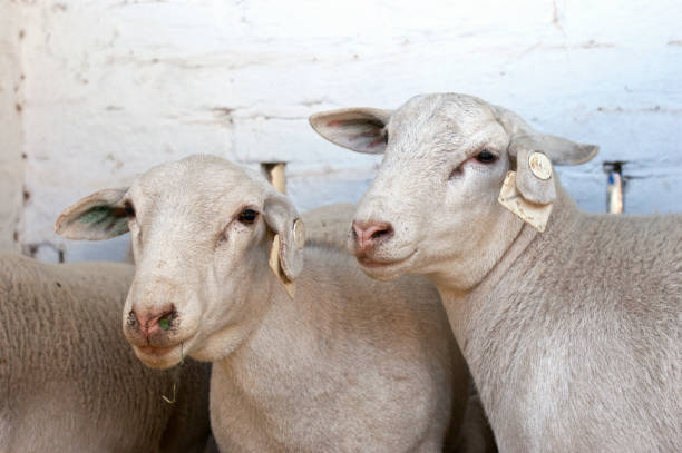 ovelhas de raça dorper - sheep lamb wool animal head - fotografias e filmes do acervo