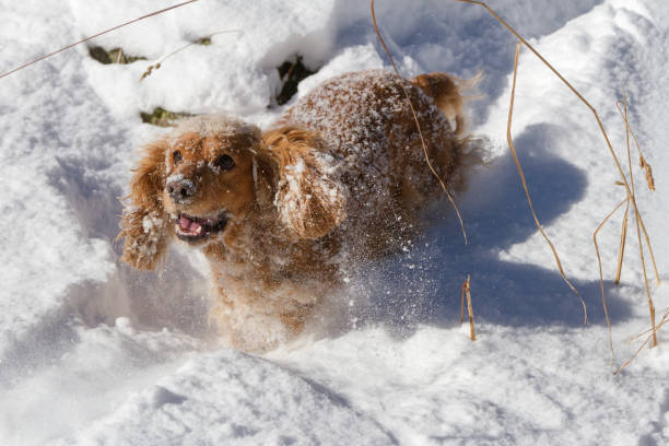 istock Young cocker spaniel dog looking at you while playing on the snow 1072376704