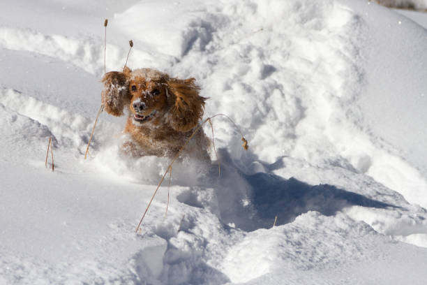 istock spaniel jumping in the snow with ears raised 1072378746