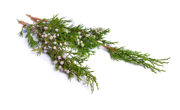 istock Cones and leaves of Juniper isolated on white background 1072378996