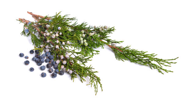 istock Cones and leaves of Juniper isolated on white background 1072379068