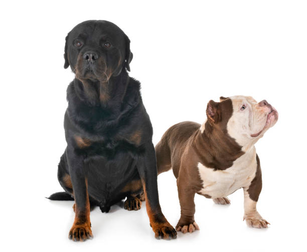 istock american bully and rottweiler 1072379272