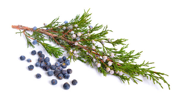 istock Cones and leaves of Juniper isolated on white background 1072379292