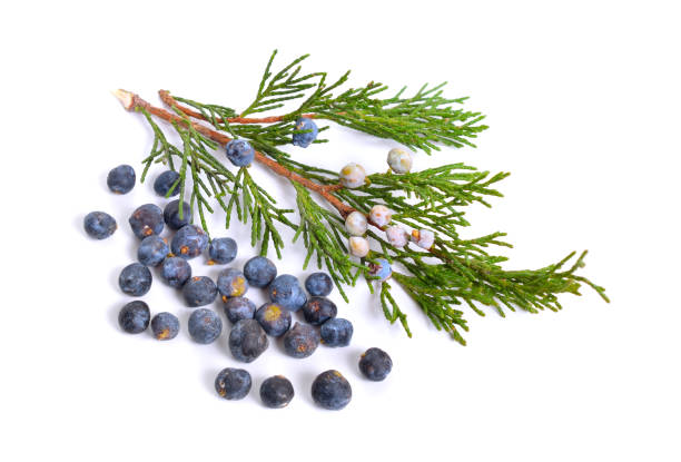 istock Cones and leaves of Juniper isolated on white background 1072379350