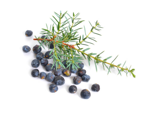 istock Cones and leaves of Juniperus communis isolated on white background 1072379402