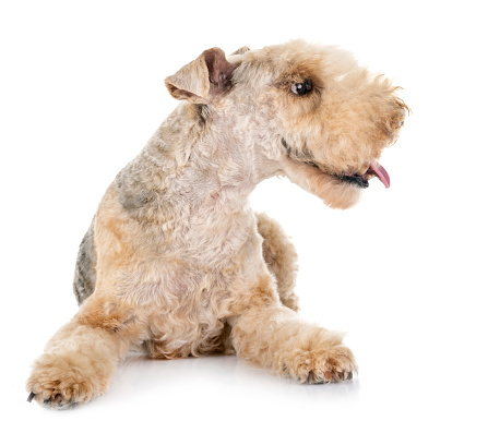 lakeland terrier in front of white background