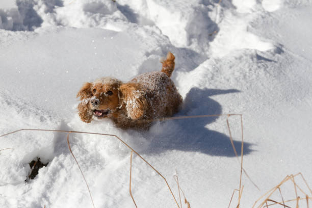istock English cocker spaniel puppy playing during snowy winter day. 1072380860