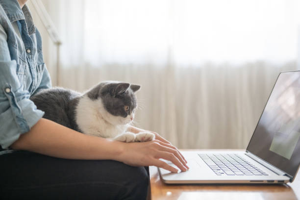 istock Working in front of the computer, the kitten is lying on his lap. 1072383570