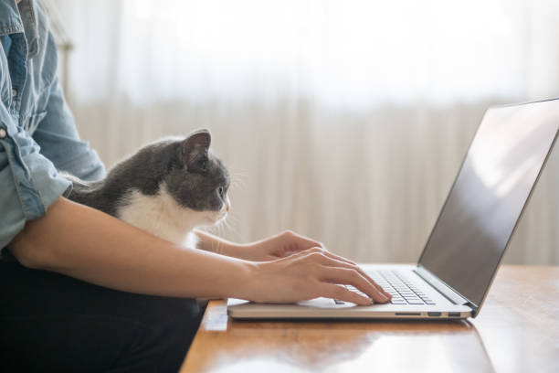 istock Working in front of the computer, the kitten is lying on his lap. 1072383572