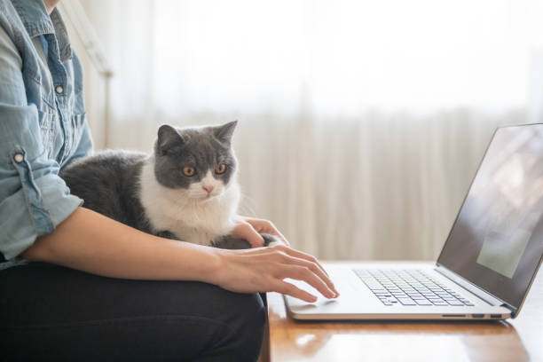 istock Working in front of the computer, the kitten is lying on his lap. 1072383574