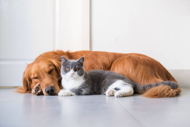 istock Golden Hound and British short-haired cat 1072384050