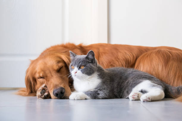 istock Golden Hound and British short-haired cat 1072384062