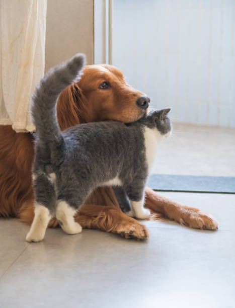 istock Golden Hound and British short-haired cat 1072384200