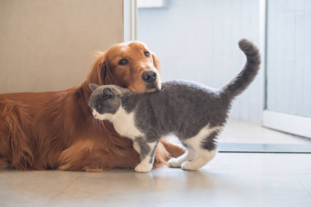 istock Golden Hound and British short-haired cat 1072384204