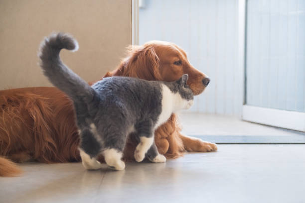 istock Golden Hound and British short-haired cat 1072384206