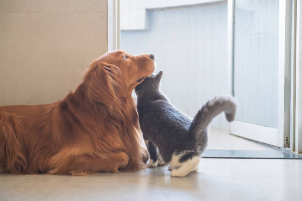 istock Golden Hound and British short-haired cat 1072384208