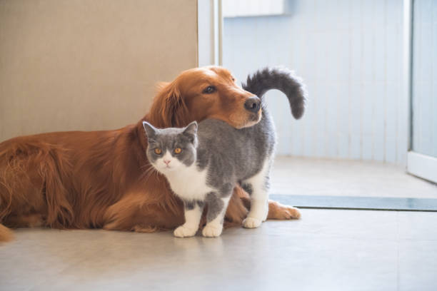 istock Golden Hound and British short-haired cat 1072384218
