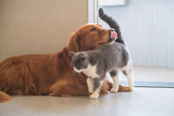 istock Golden Hound and British short-haired cat 1072384220