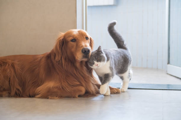 istock Golden Hound and British short-haired cat 1072384222