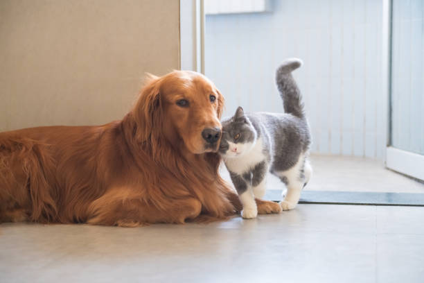istock Golden Hound and British short-haired cat 1072384232