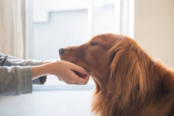 istock Touch the face of the Golden hound with both hands. 1072384890