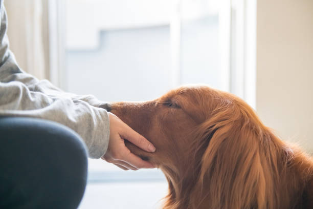 istock Touch the face of the Golden hound with both hands. 1072384894