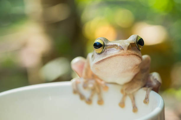 istock In front of white tree frog on a cup. 1072390096