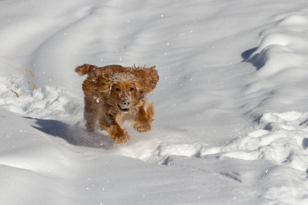 istock Running happy English cocker spaniel on snow 1072392618